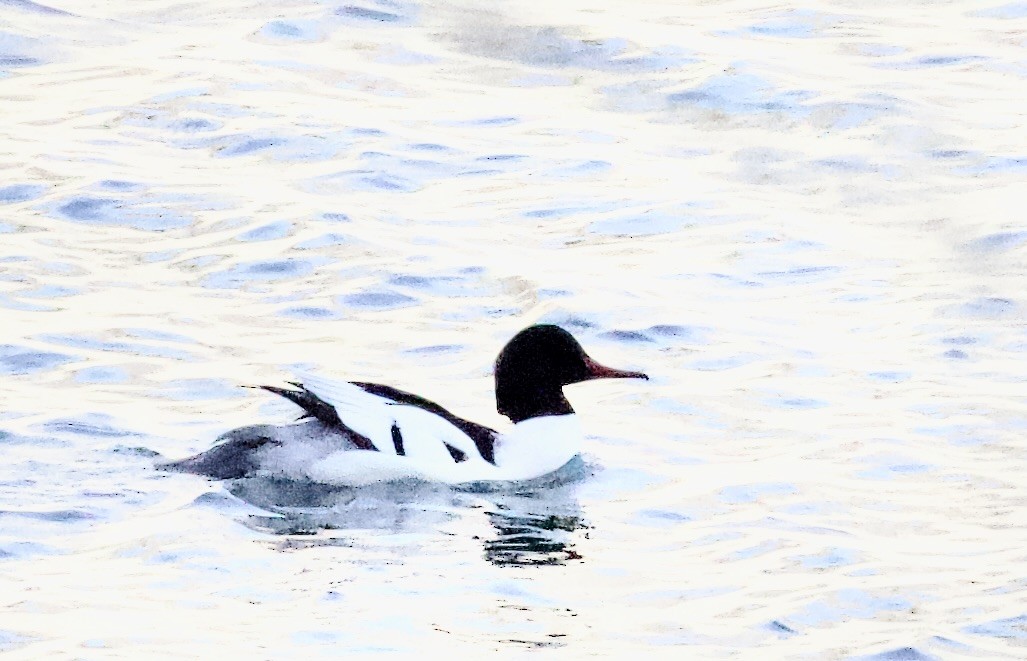 カワアイサ - ML648780299