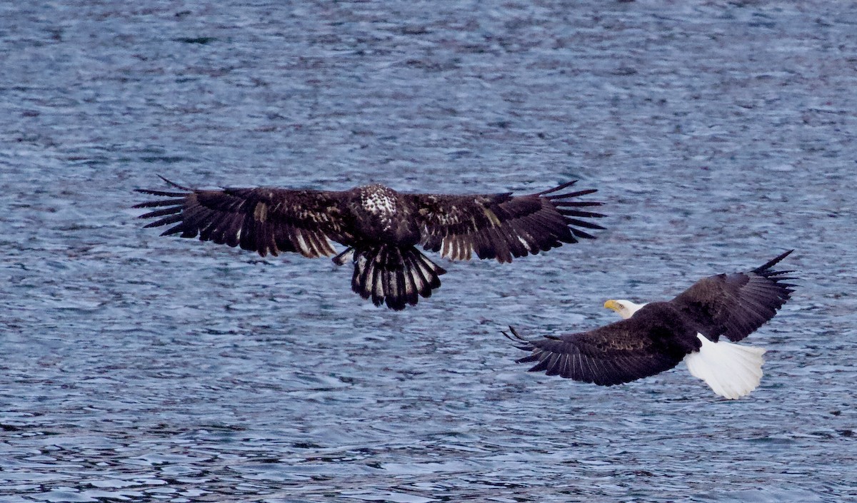 ハクトウワシ - ML648780310