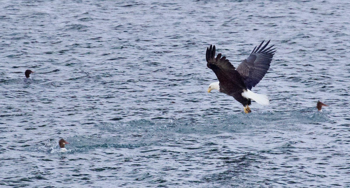 ハクトウワシ - ML648780321