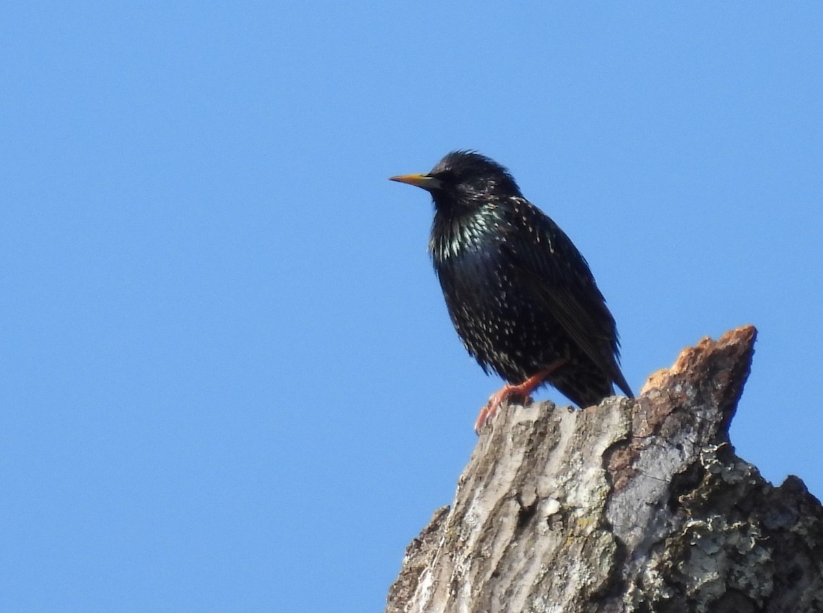 European Starling - ML648780333