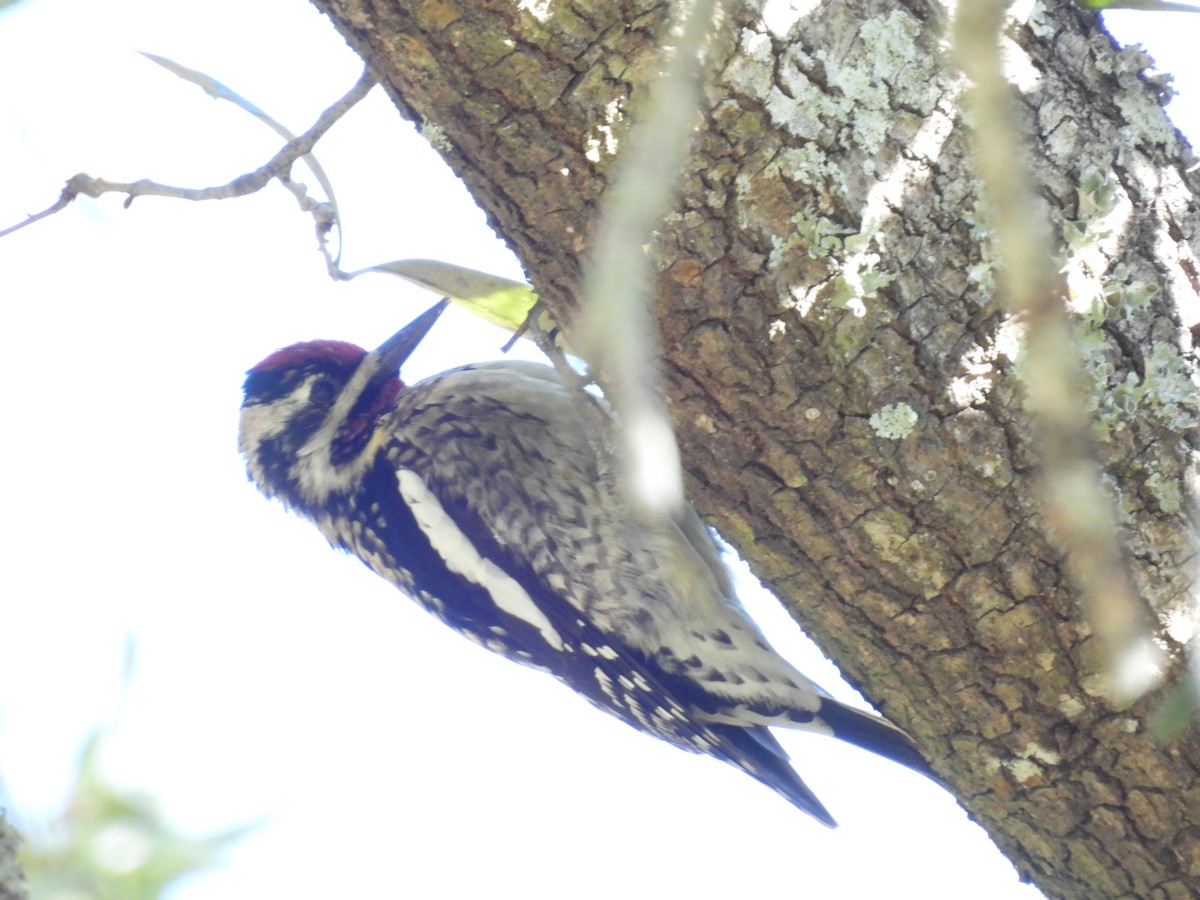 Yellow-bellied Sapsucker - ML648780339