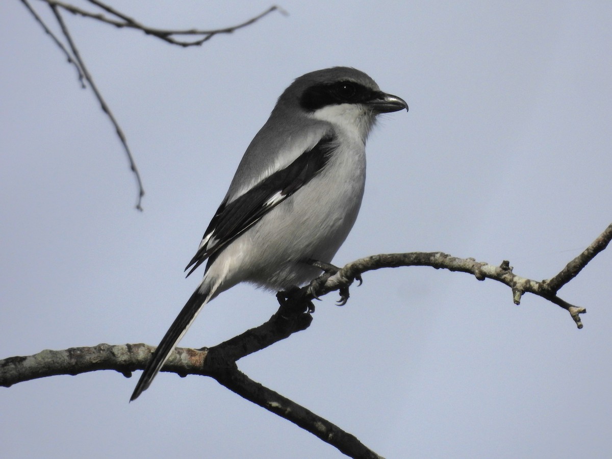 Loggerhead Shrike - ML648780341