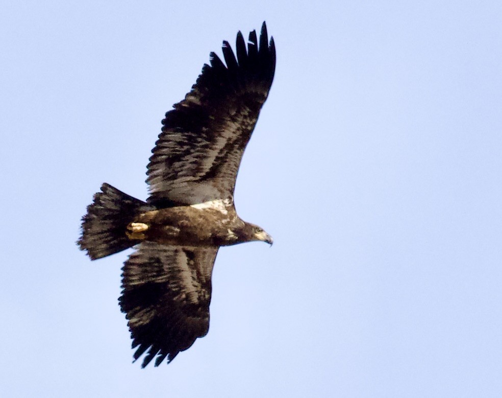 ハクトウワシ - ML648780361