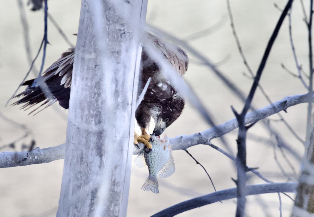 ハクトウワシ - ML648780371