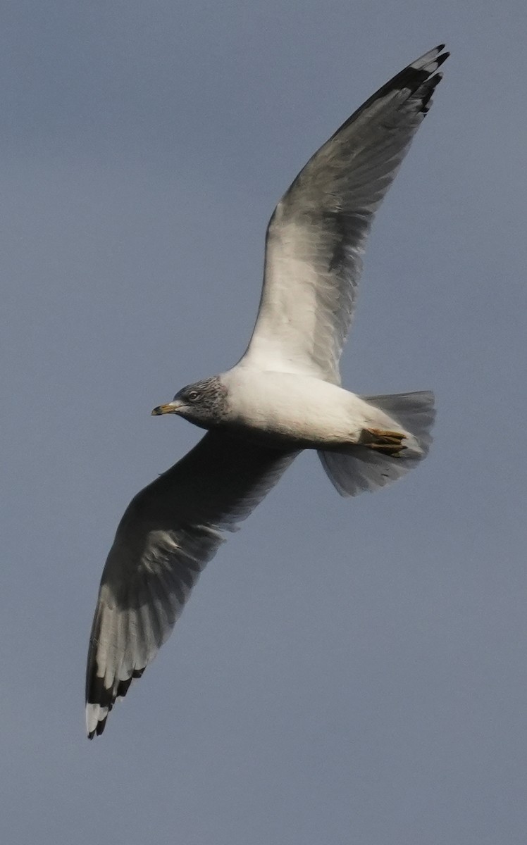 Клуша - ML648780379