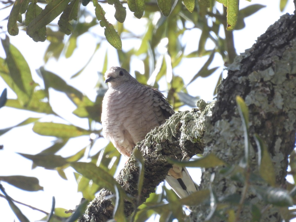 Inca Dove - ML648780381