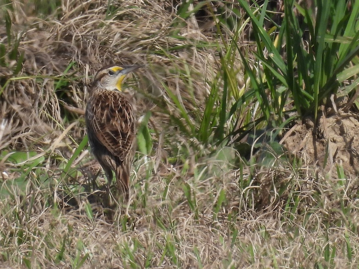 Eastern Meadowlark - ML648780397