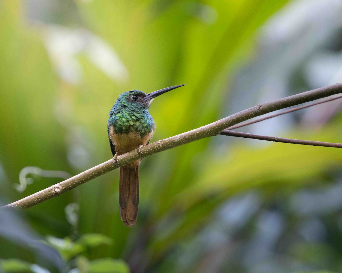 Blaustirn-Glanzvogel - ML648780593