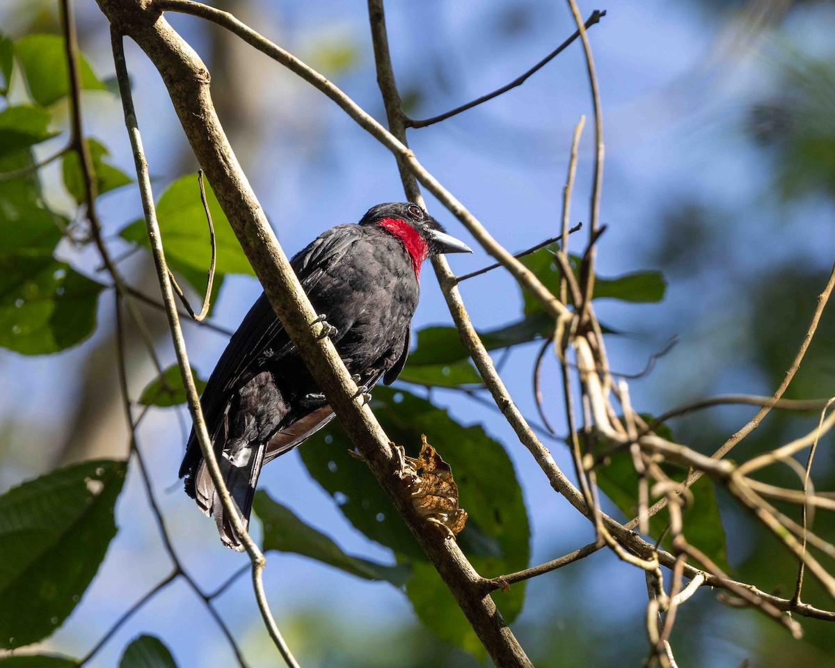 Purpurbrustkotinga - ML648780728