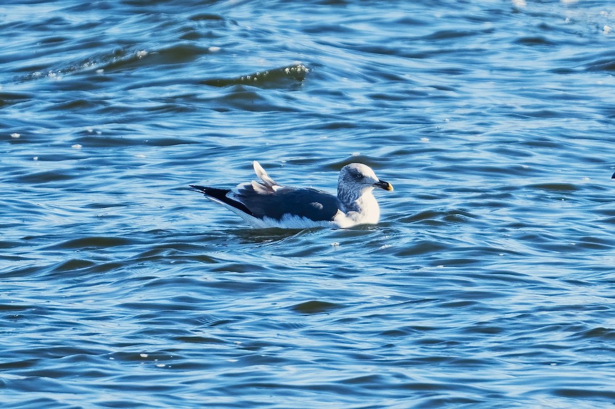 Клуша - ML648780741