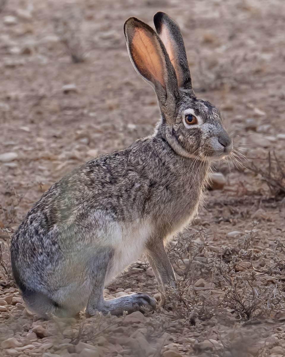 Black-tailed Jackrabbit - ML648780744