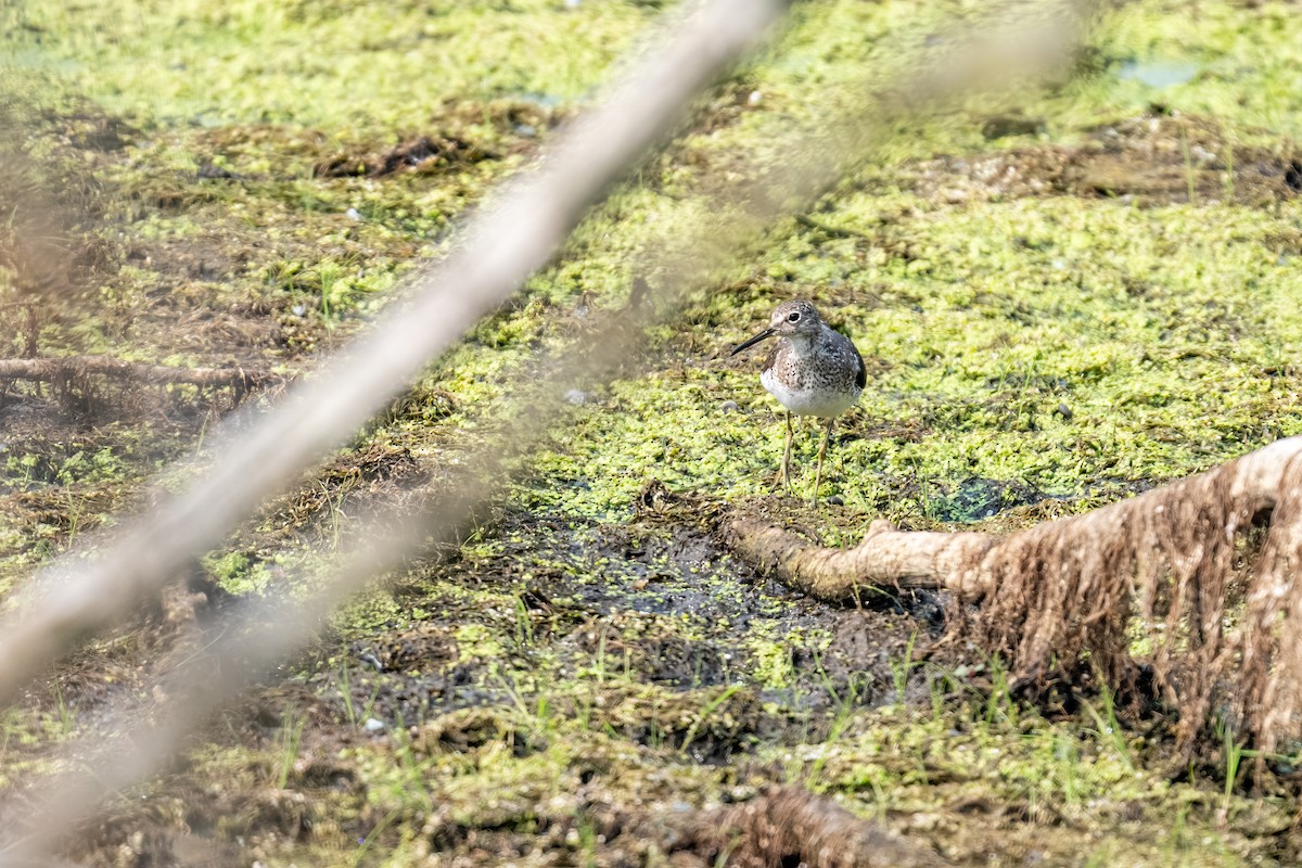 コシグロクサシギ - ML648780784