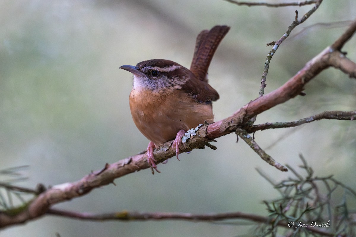 Carolina Wren - ML648780845