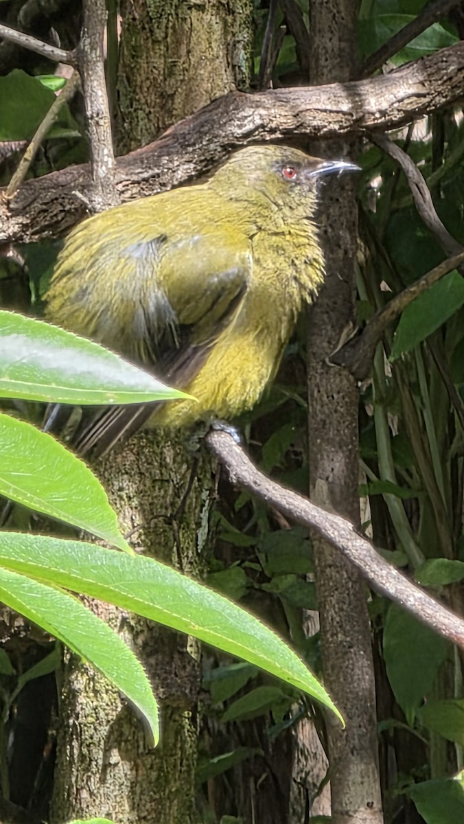New Zealand Bellbird - ML648780853