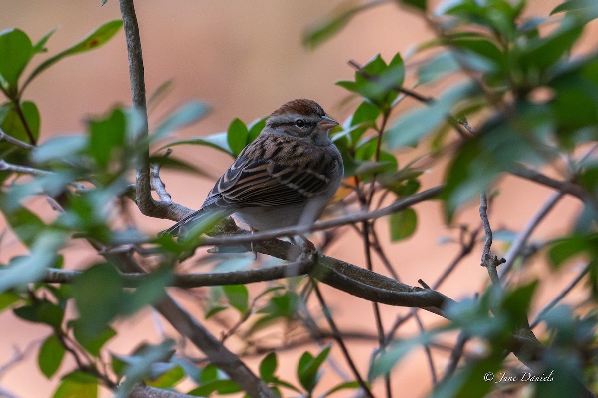 Chipping Sparrow - ML648780877