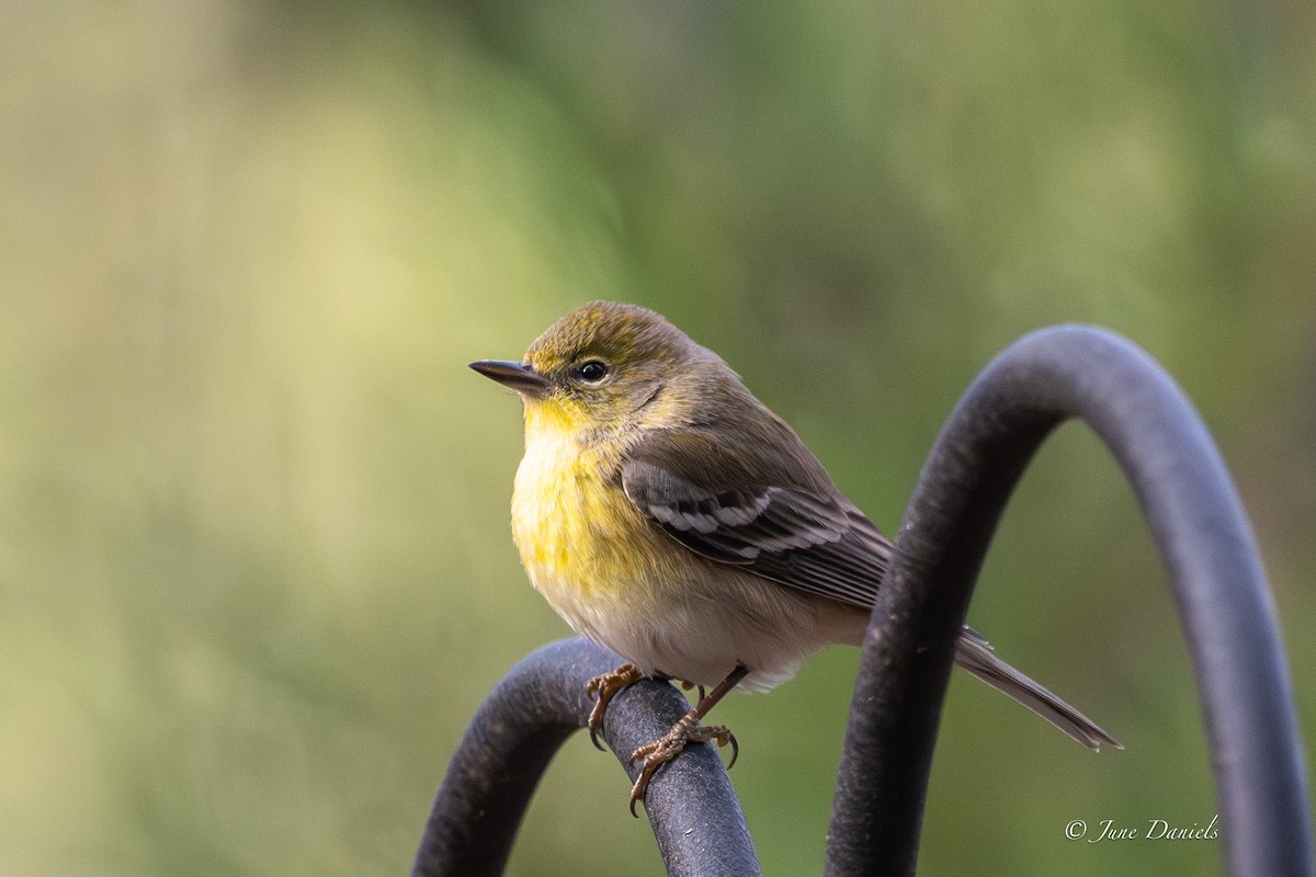 Pine Warbler - ML648780894