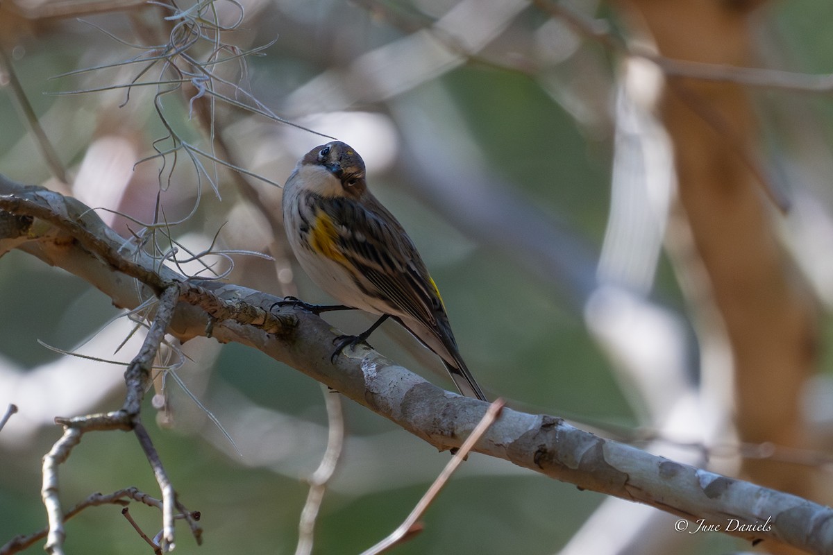 Yellow-rumped Warbler - ML648780908