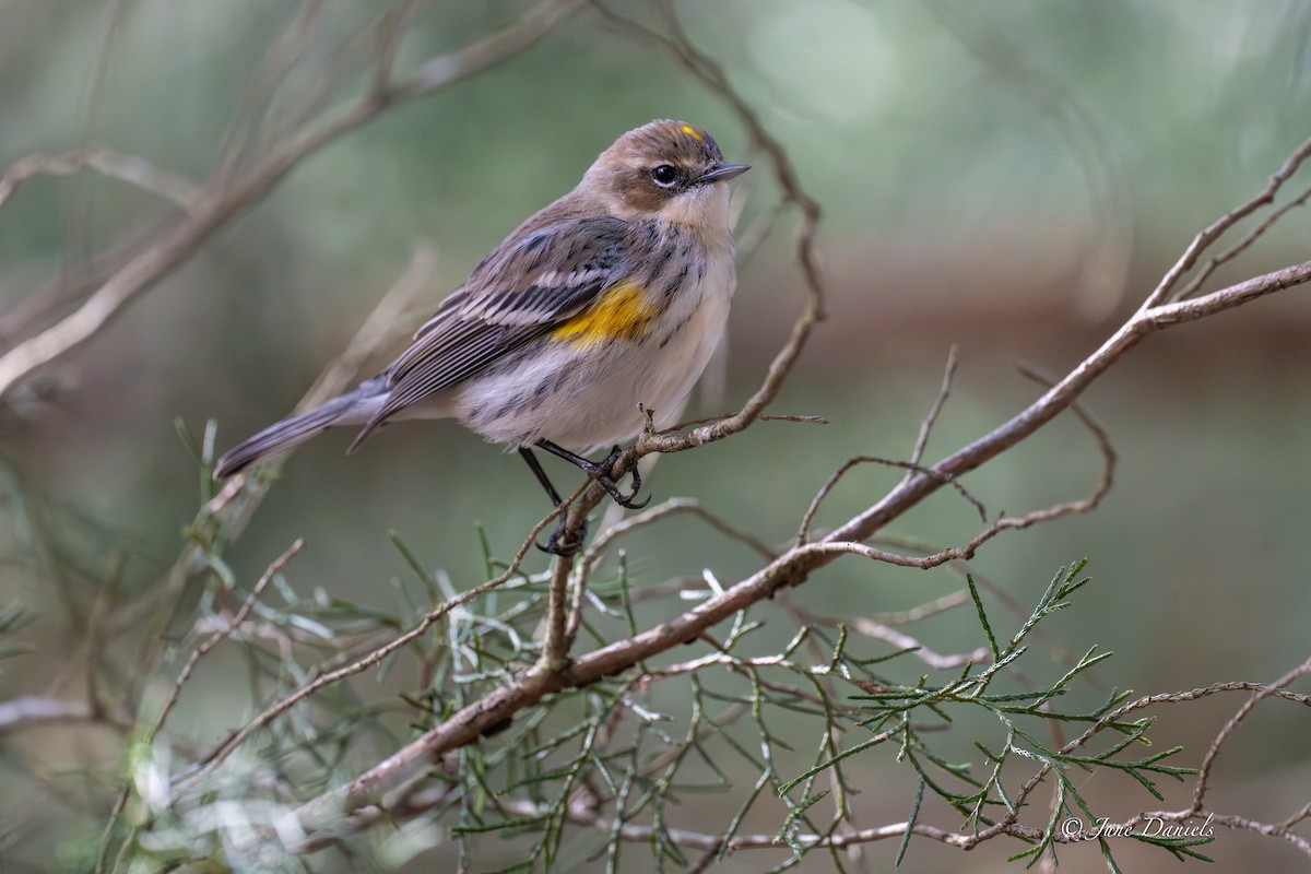 Yellow-rumped Warbler - ML648780909