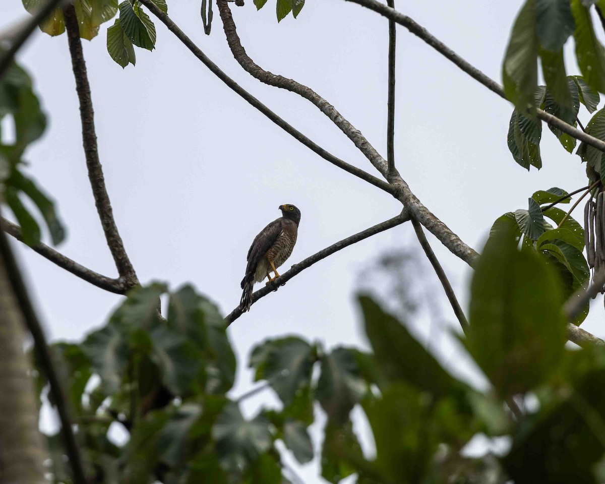 Wegebussard - ML648780910