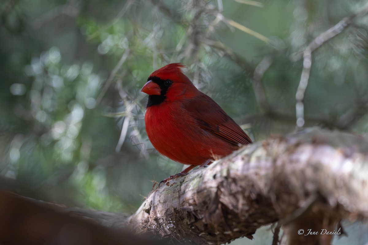 Northern Cardinal - ML648780933