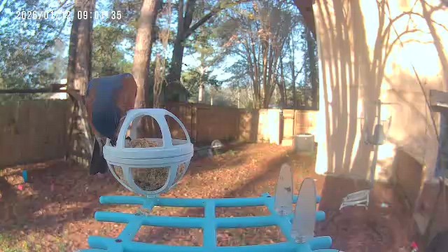 Eastern Bluebird - ML648780974