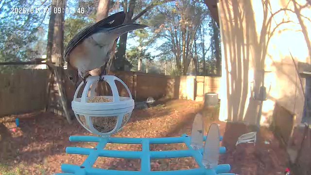 Eastern Bluebird - ML648781006