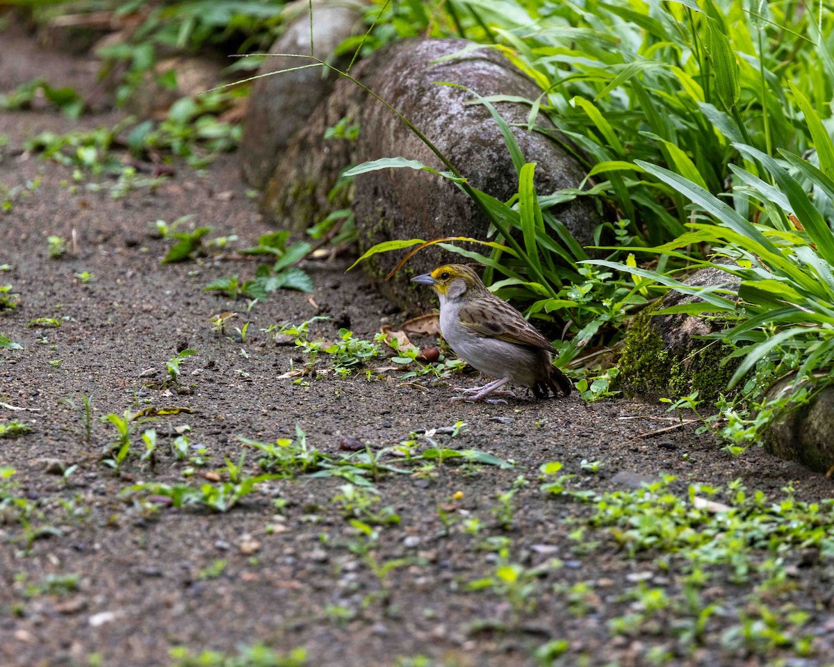 Gelbwangenammer - ML648781010