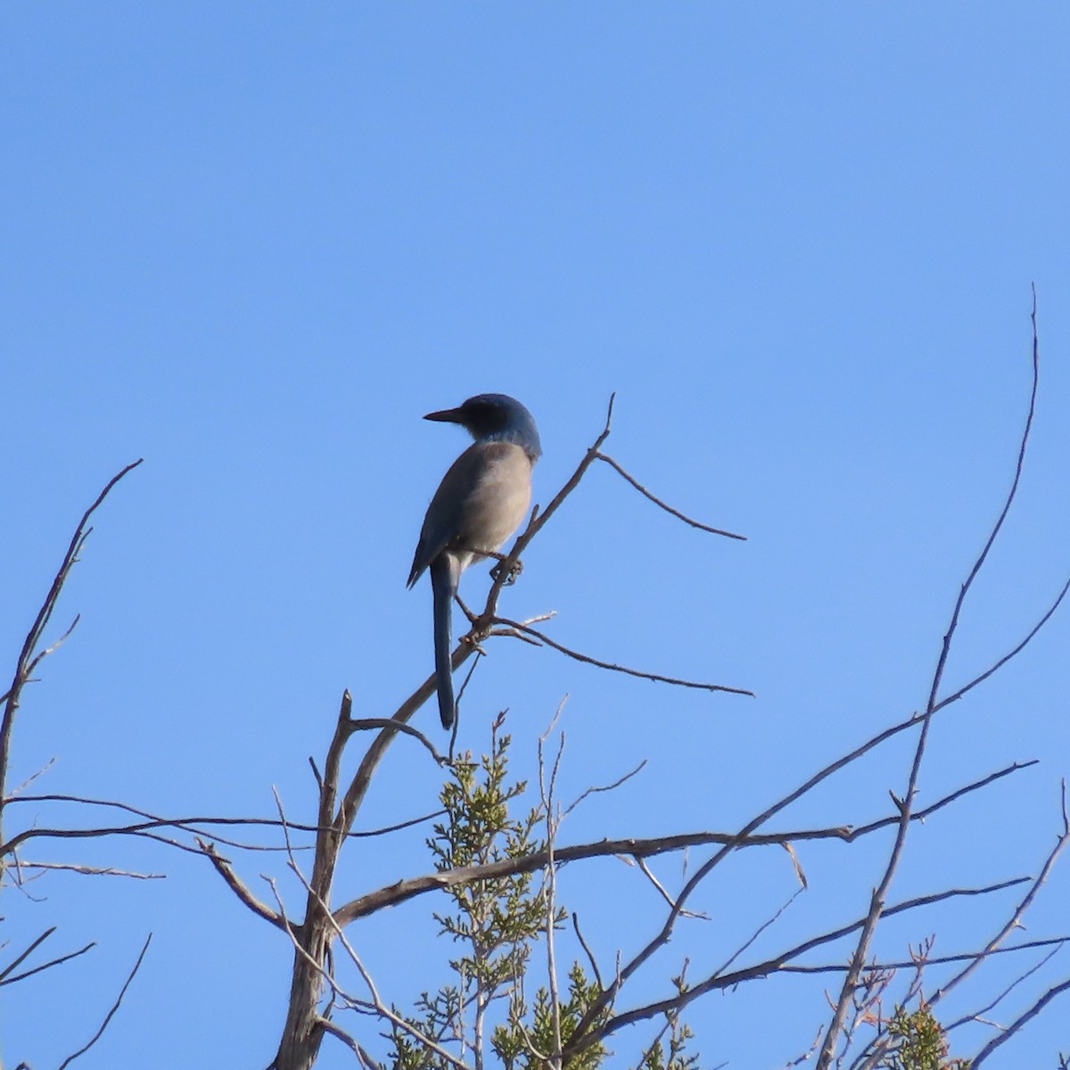 Chara de Woodhouse - ML648781012