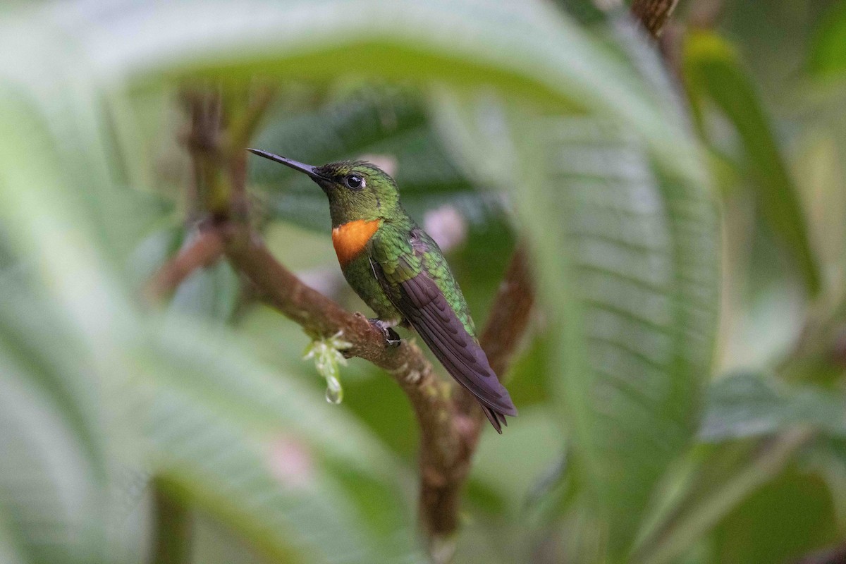 Rotbrust-Brillantkolibri - ML648781236