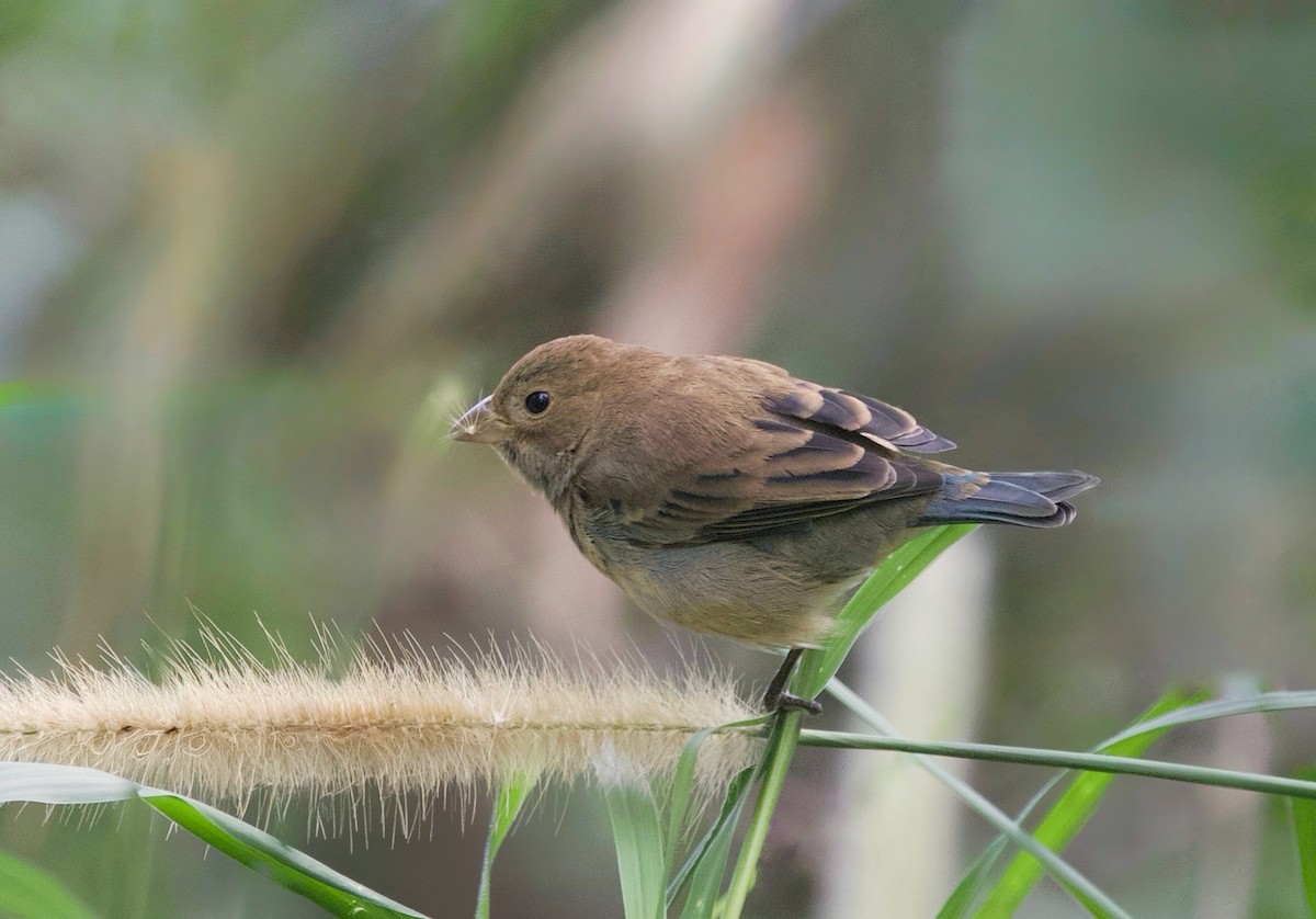 Indigo Bunting - Neal Morris