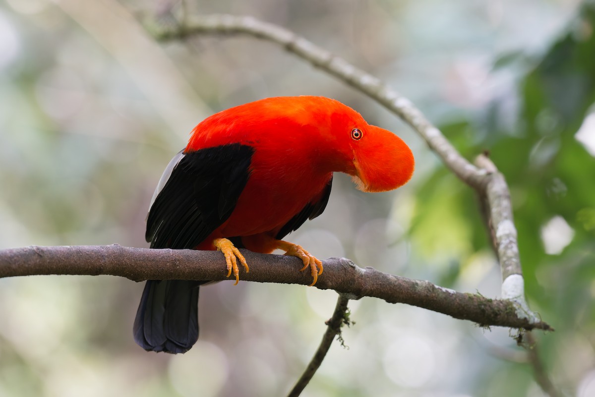 andesklippehane - ML648781314