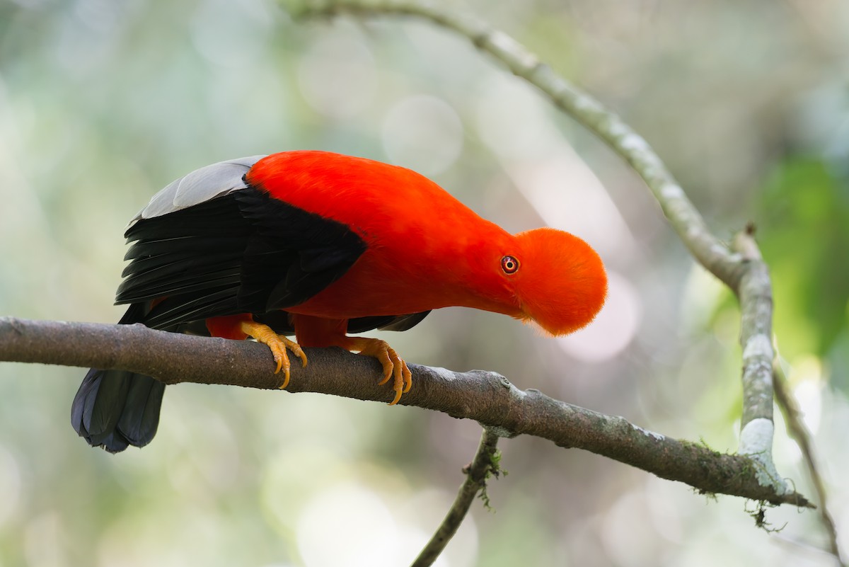 andesklippehane - ML648781323