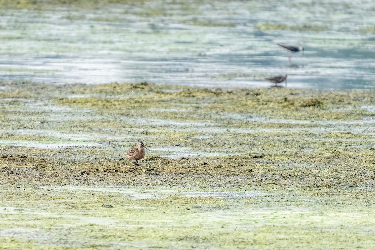 Bécassin roux - ML648781330