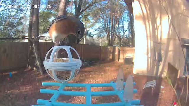 Eastern Bluebird - ML648781473