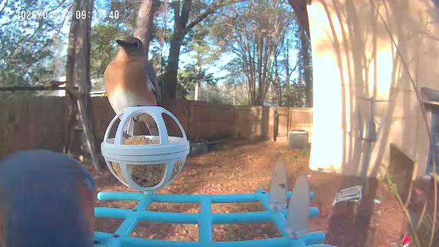 Eastern Bluebird - ML648781486