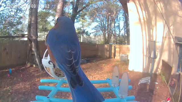 Eastern Bluebird - ML648781487