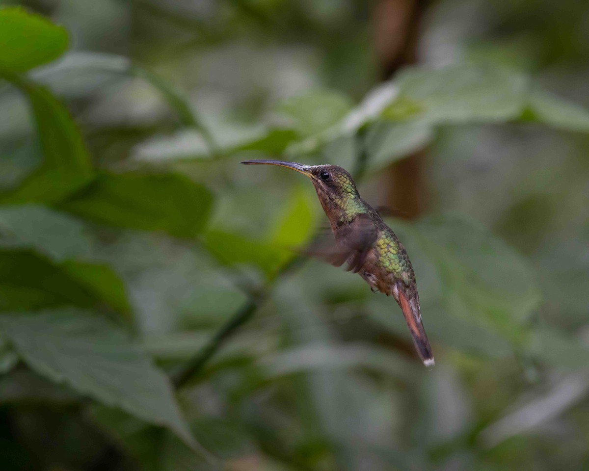 Rotschwanz-Schattenkolibri - ML648781526