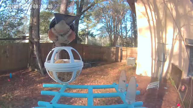 Eastern Bluebird - ML648781546