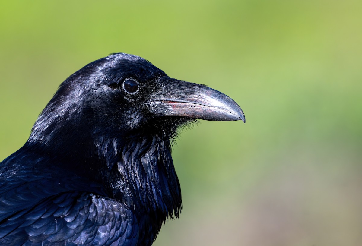 Common Raven - ML648781582