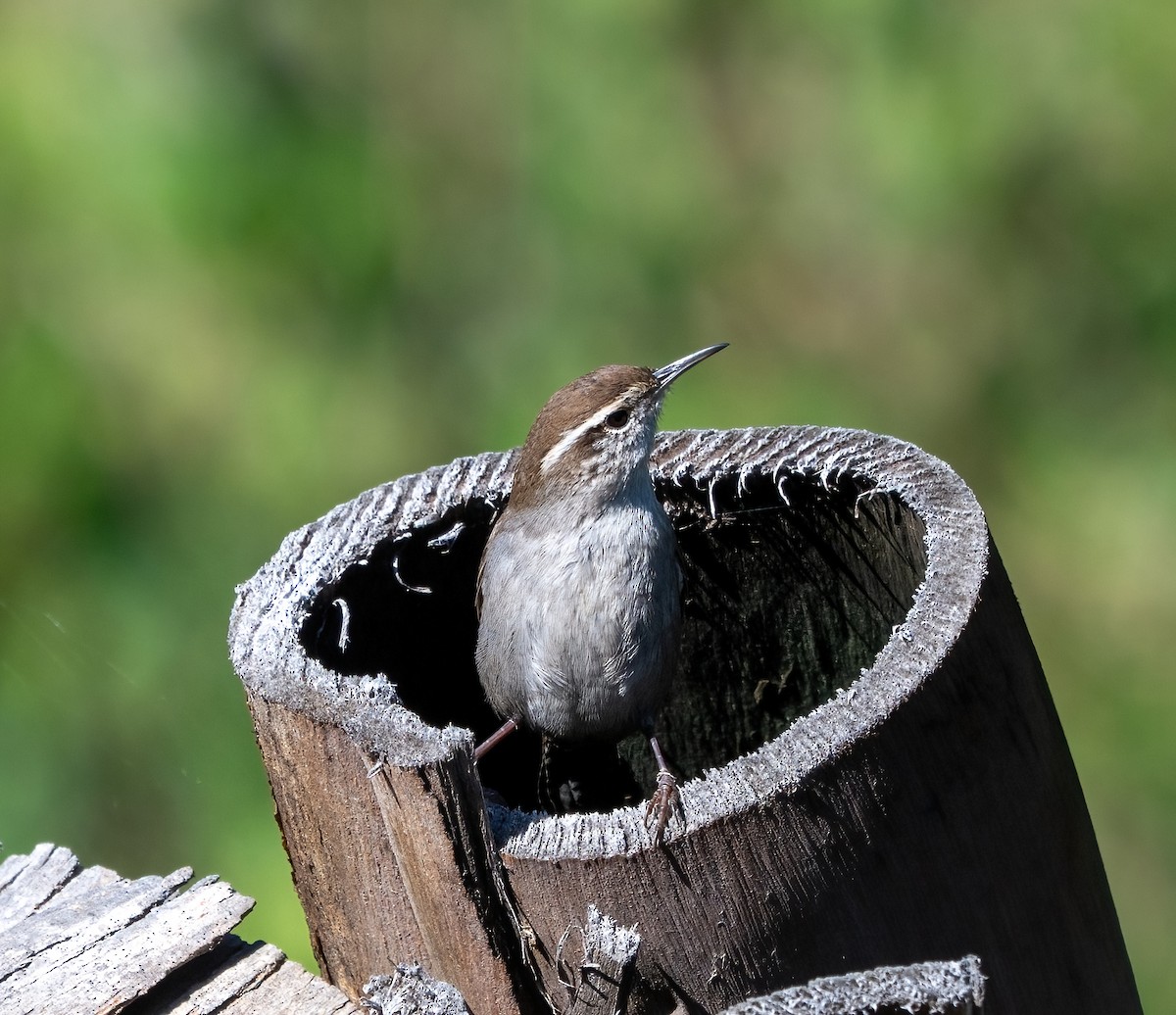 Bewick's Wren - ML648781592