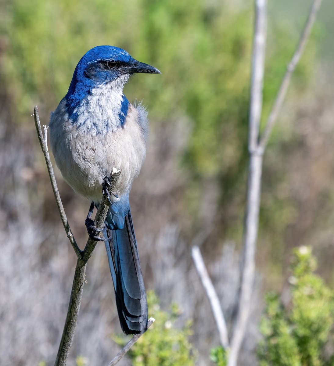 Island Scrub-Jay - ML648781595