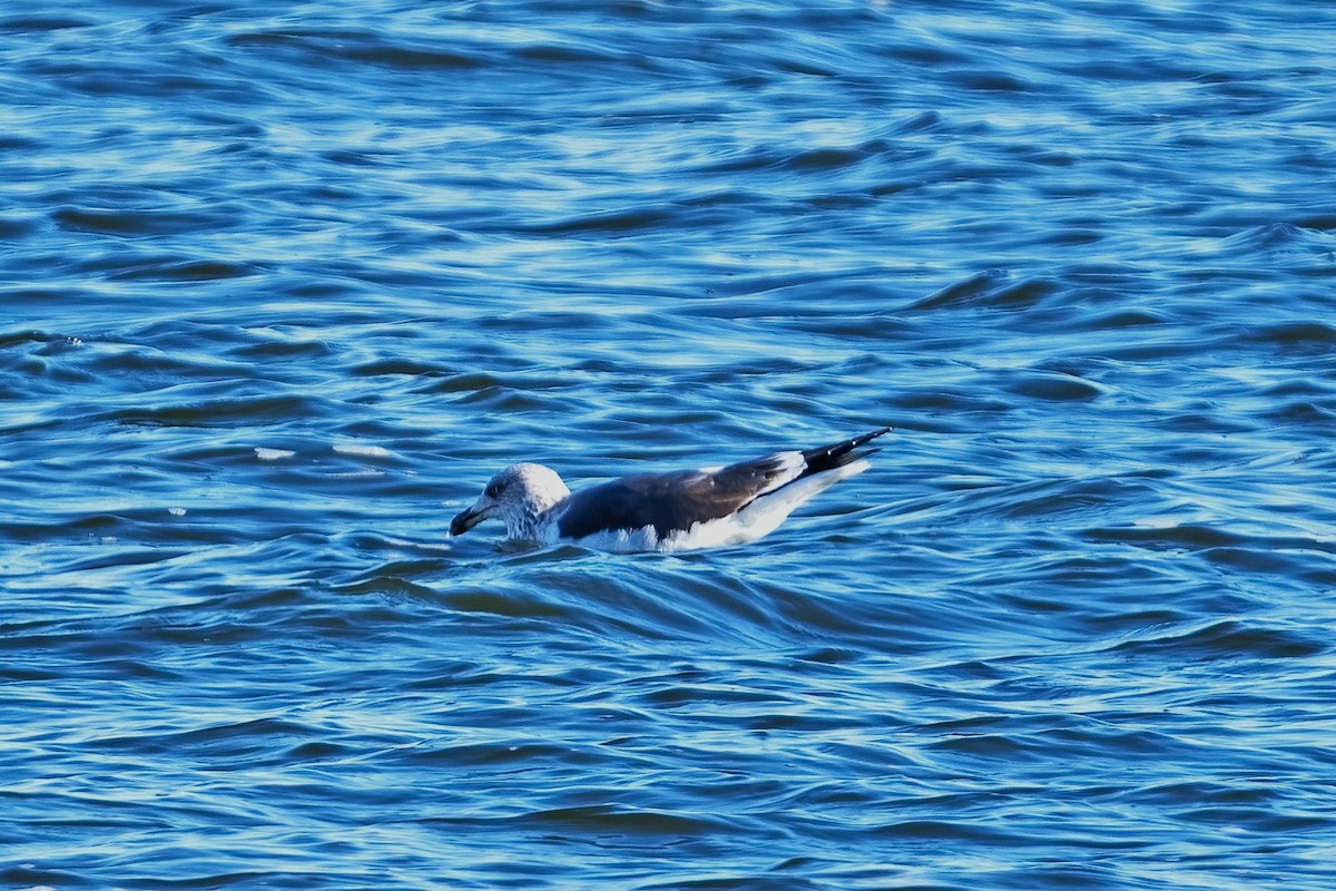 Клуша - ML648781668