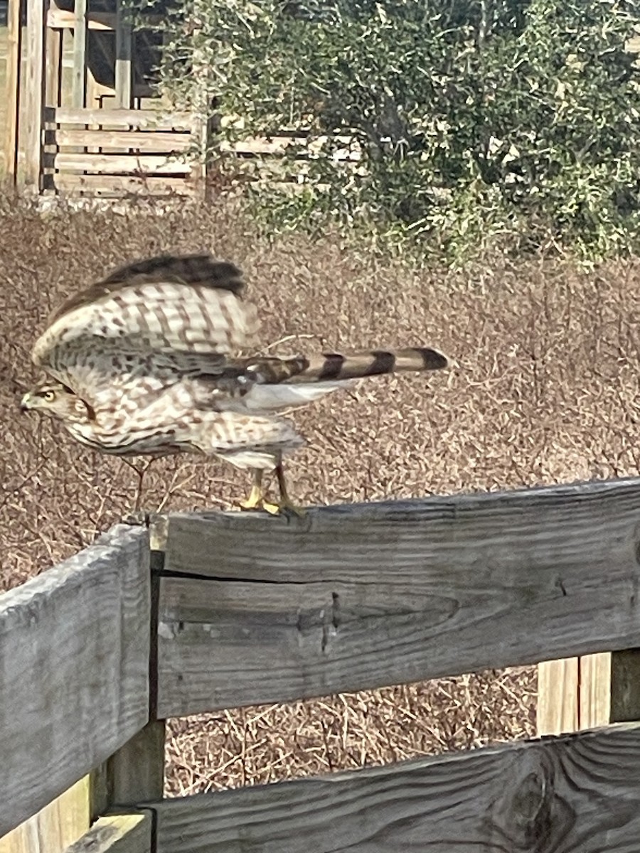 Cooper's Hawk - ML648781867