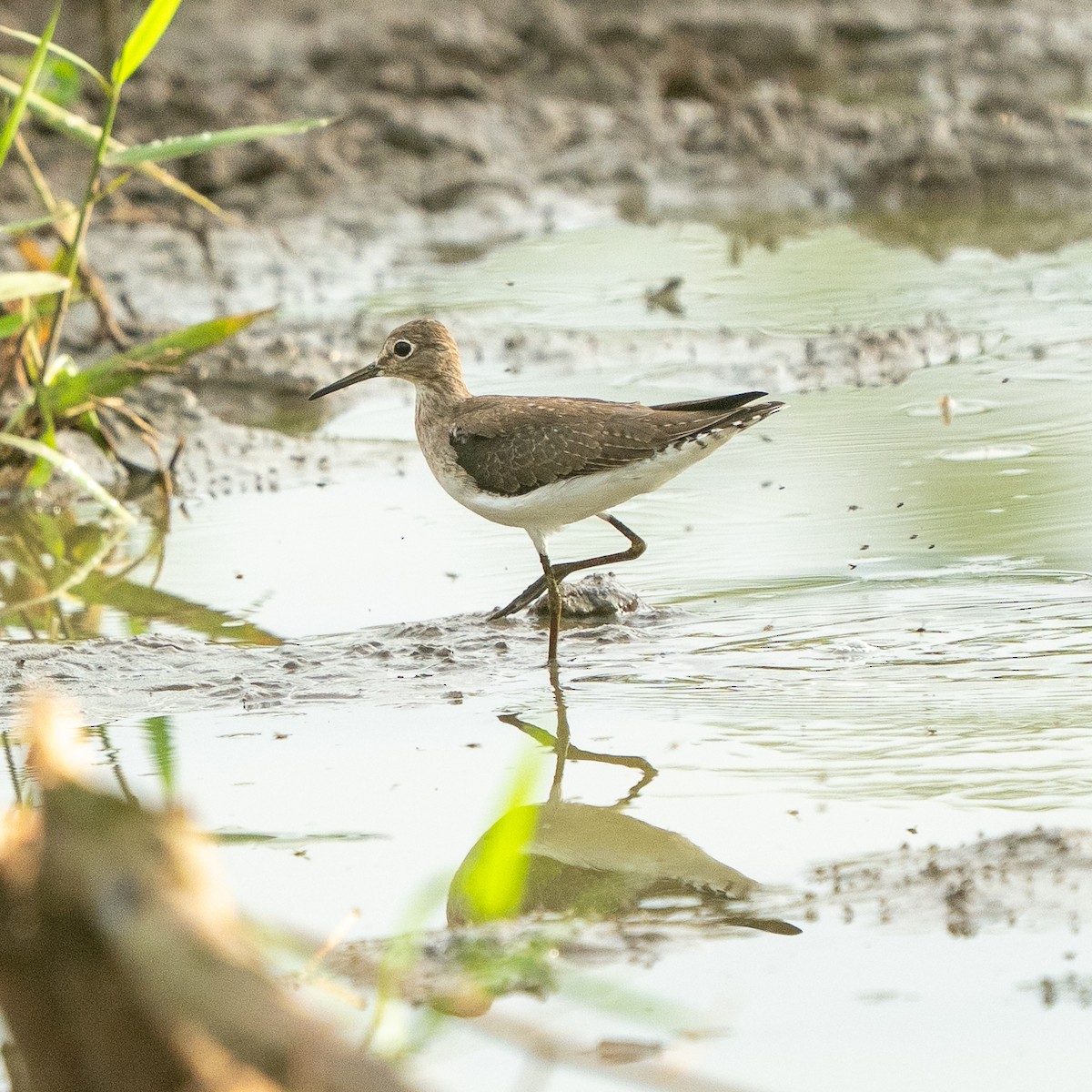 コシグロクサシギ - ML648782003