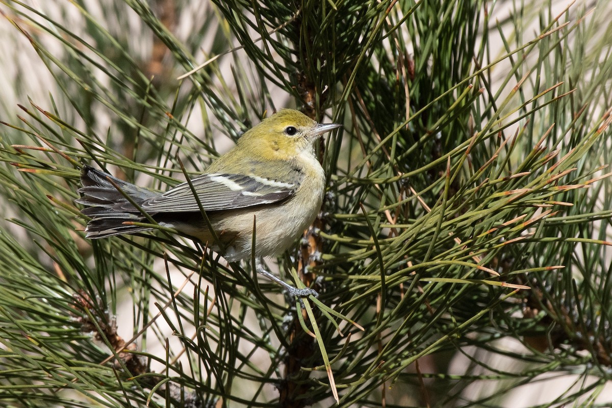 Reinita Castaña - ML648782033