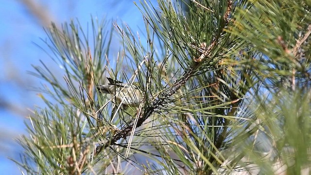 Braunkehl-Waldsänger - ML648782049