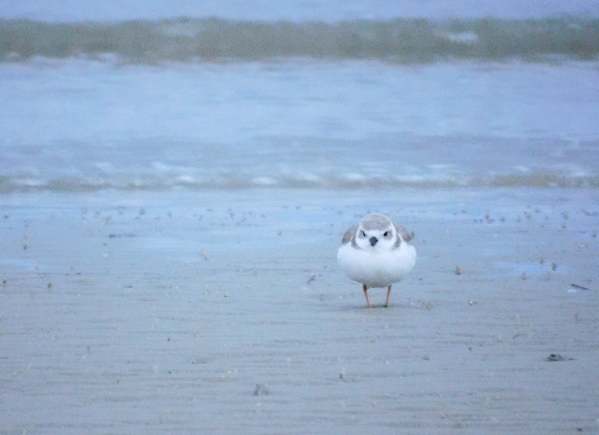 pipelo - ML648782137