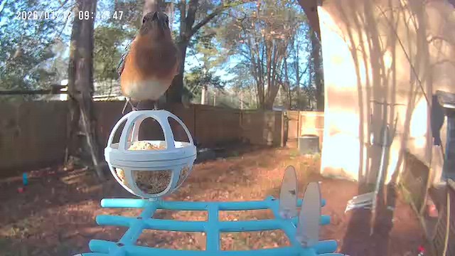 Eastern Bluebird - ML648782156