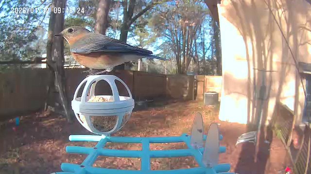 Eastern Bluebird - ML648782157