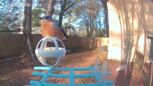 Eastern Bluebird - ML648782234